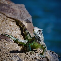 iguane