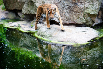 Tiger Exploring Its Habitat at the Berlin Zoo in Germany