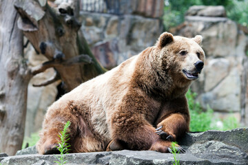 A Brown Bear Relaxing on a Rock at the Berlin Zoo in Germany During the Day