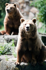 Obraz premium A Pair of Brown Bears Relaxing at Berlin Zoo in Germany During Summer