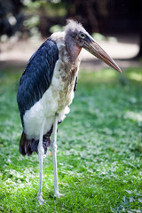 Marabou Stork Standing Gracefully in Berlin Zoo\'s Lush Greenery