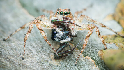 Jumping spider eating its prey on a rock.