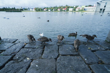 Obraz premium アイスランドのレイキャビクの街並み