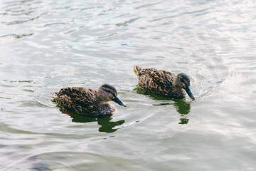 アイスランドのレイキャビクの街並み