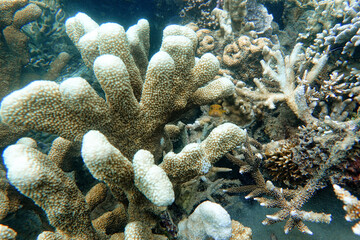 Indonesia Lembeh - Marine life Coral reef with Dwarf pufferfish