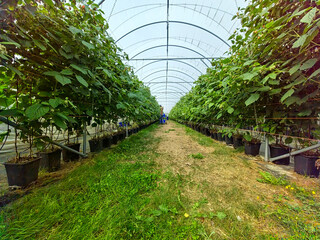 raspberry polytunnel with people picking raspberries