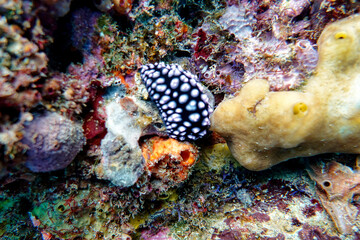 Indonesia Lembeh - Marine life Coral reef with Nudibranch - Sea slug - Phyllidiella pustulosa