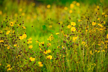 The flowers and plants that grow naturally in the fields are the main vegetation in the eastern part of North China