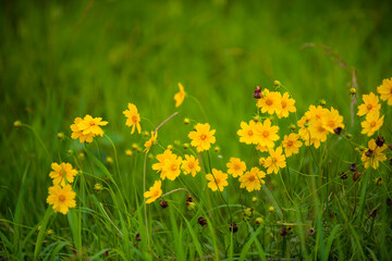 The flowers and plants that grow naturally in the fields are the main vegetation in the eastern part of North China
