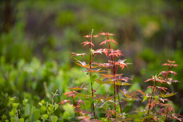 The flowers and plants that grow naturally in the fields are the main vegetation in the eastern...