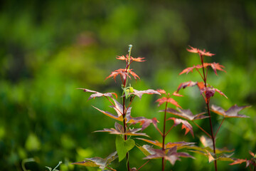 The flowers and plants that grow naturally in the fields are the main vegetation in the eastern part of North China