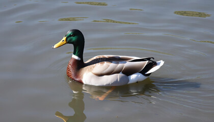 Duck with Reflections Swimming in a Pond
