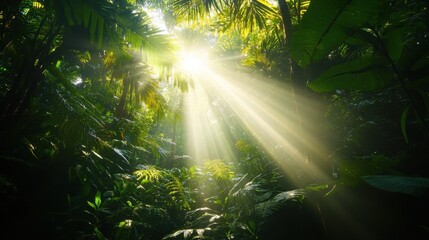 A bright sun shines through the trees, casting a warm glow on the forest floor