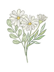 Vector composition with chamomile flowers and green plants. Botanical color illustration of a bouquet of daisy buds and greenery, herbs. Design of greeting cards, invitations.