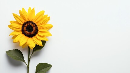 A single sunflower with green leaves on a white background.