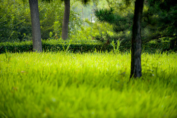 Fototapeta premium Green grass and trees in the botanical garden