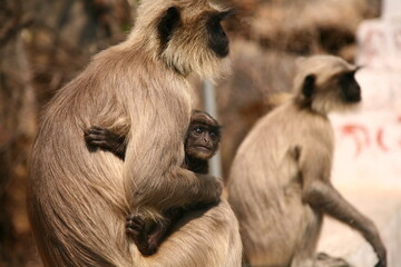 mother and baby monkeys hugging each other