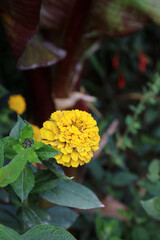 Macro image of a yellow Youth and old age bloom, Powys Wales
