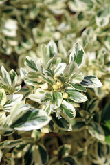 Macro image of Japanese spindle berries and foliage, Powys Wales
