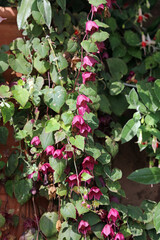 Sunlit Purple Bell Vine blooms, Powys Wales
