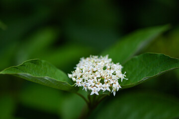 In summer, various beautiful wildflowers bloom in the fields