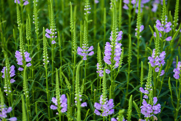 The fake dragon head flower blooming in the park