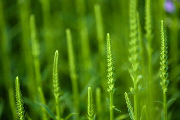 The fake dragon head flower blooming in the park