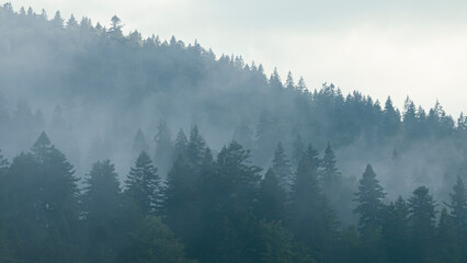 Calm mountain landscape with fog in the trees