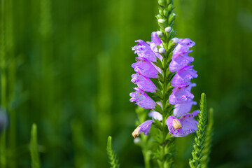 The fake dragon head flower blooming in the park