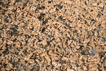 Close up of dried ginger