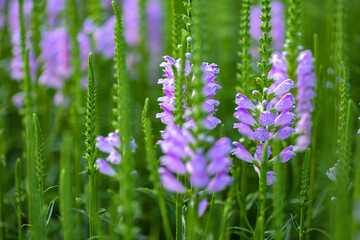 The fake dragon head flower blooming in the park