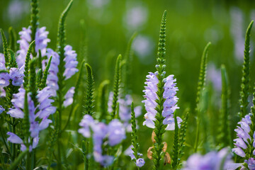 The fake dragon head flower blooming in the park