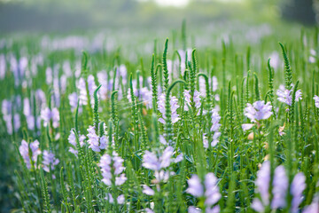Fototapeta premium The fake dragon head flower blooming in the park