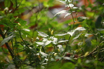 Small yellow pepper on a tree