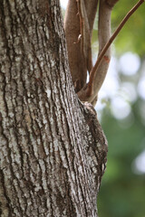 Bark texture background close up