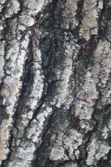 Bark texture background close up