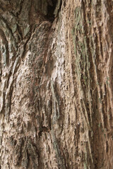 Bark texture background close up