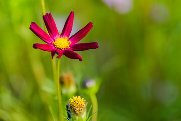 Obraz premium In summer, colorful Gesang flowers bloom