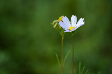 In summer, colorful Gesang flowers bloom
