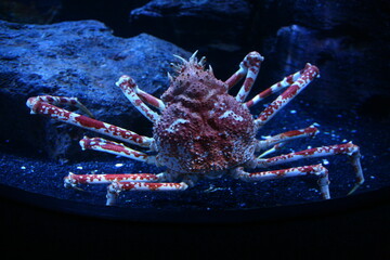 close up of a huge crab