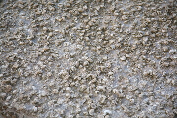stone wall with seashells texture