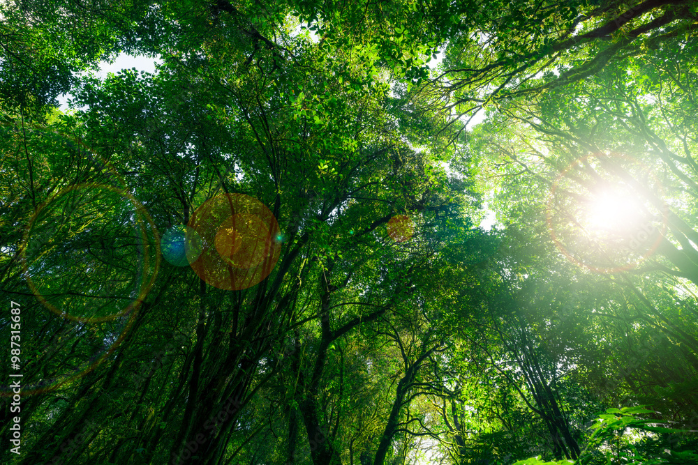 Wall mural looking up view of tree trunk to green leaves of tree in forest with sun light. fresh environment in