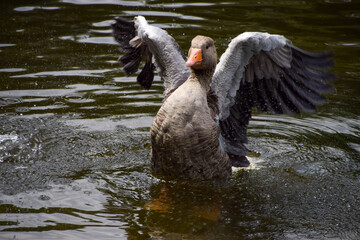 A greylag goose bathes in a lake
