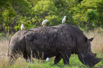 Egrets rest on a white rhino  in a national park in Zimbabwe. © VV Shots