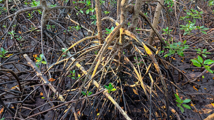 close-up view of a mangrove forest with exposed roots, green leaves, of Laem Sadet Beach Chanthaburi Province, Thailand