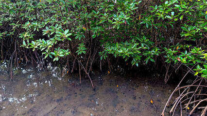 close-up view of a mangrove forest with exposed roots, green leaves, of Laem Sadet Beach Chanthaburi Province, Thailand