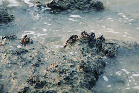 Sea crabs sit on a rock in the sea during low tide