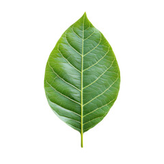 Obraz premium Close-up of a Green Leaf with Detailed Texture on transparent background