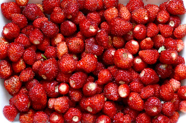 Wild strawberries background. A lot of red juicy wild strawberry. Closeup of heap of ripe wild strawberries . High quality photo
