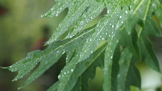 rainning drop on green fresh leafes and blur background 